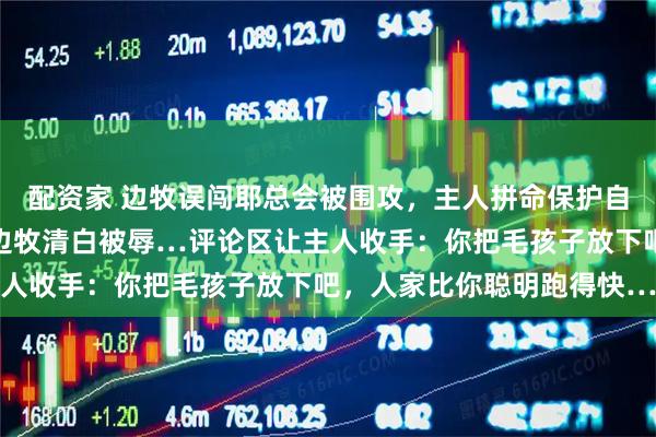 配资家 边牧误闯耶总会被围攻，主人拼命保护自家毛孩子，战况惨烈，边牧清白被辱…评论区让主人收手：你把毛孩子放下吧，人家比你聪明跑得快…